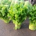 芹菜，小棵芹菜大量出售，地址安徽省砀山县。