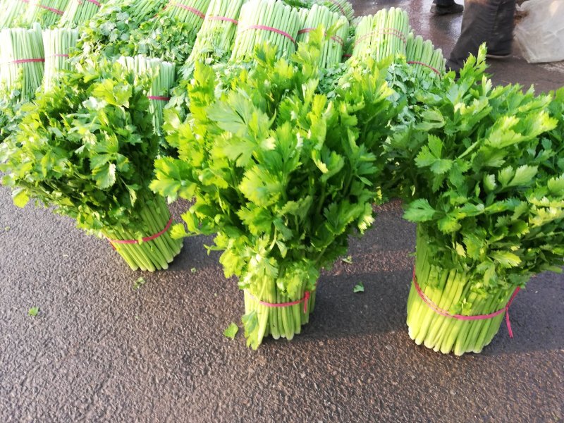 芹菜，小棵芹菜大量出售，地址安徽省砀山县。
