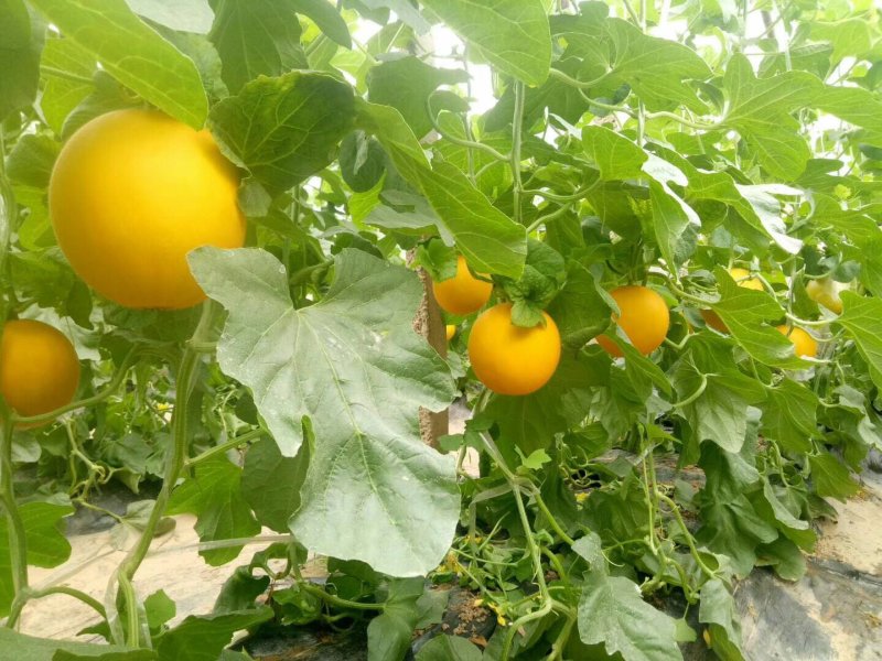 瑞红久红瑞黄河蜜甜瓜对接电商供应链超市档口