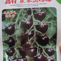 樱桃番茄种子正宗黑珍珠
