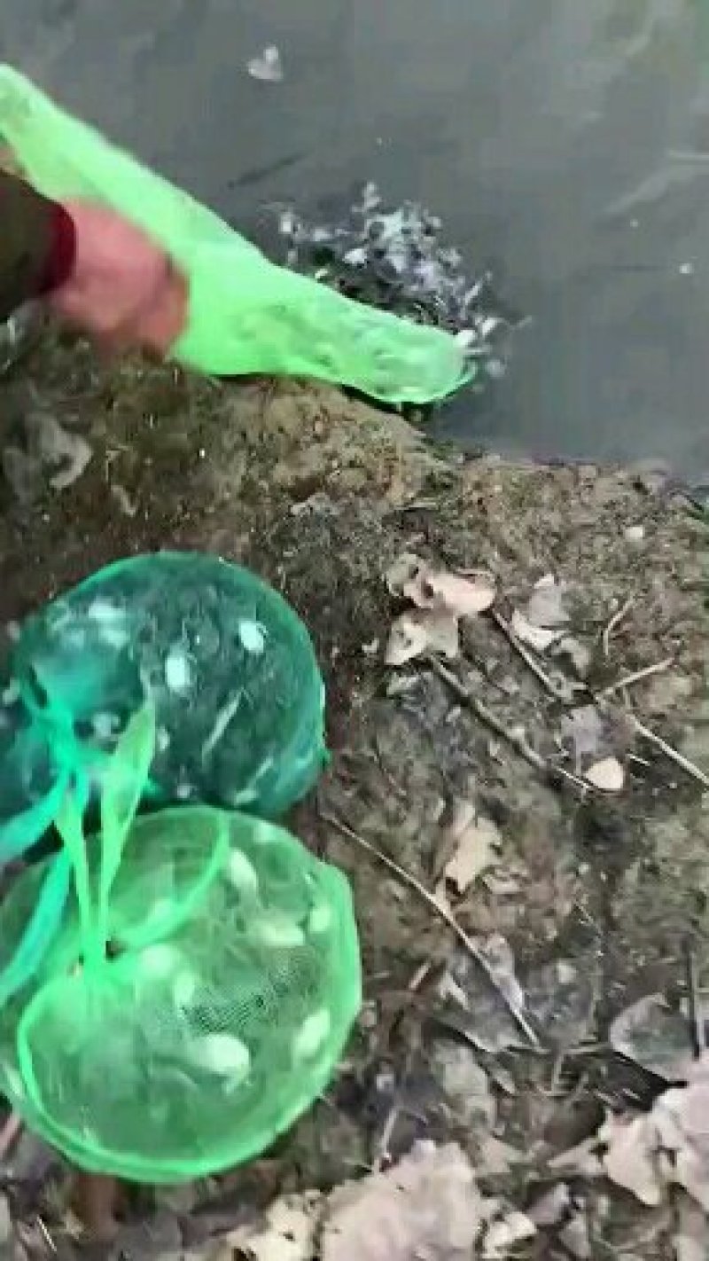 河蟹，大闸蟹，蟹苗，全国统一价，包回收一条龙服务