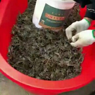 河蟹，大闸蟹，蟹苗，全国统一价，包回收一条龙服务