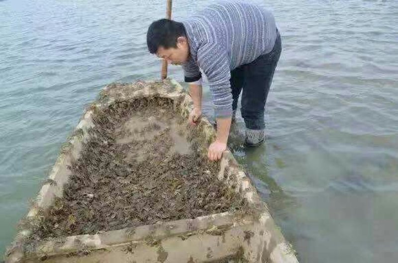 河蟹，大闸蟹，蟹苗，全国统一价，包回收一条龙服务