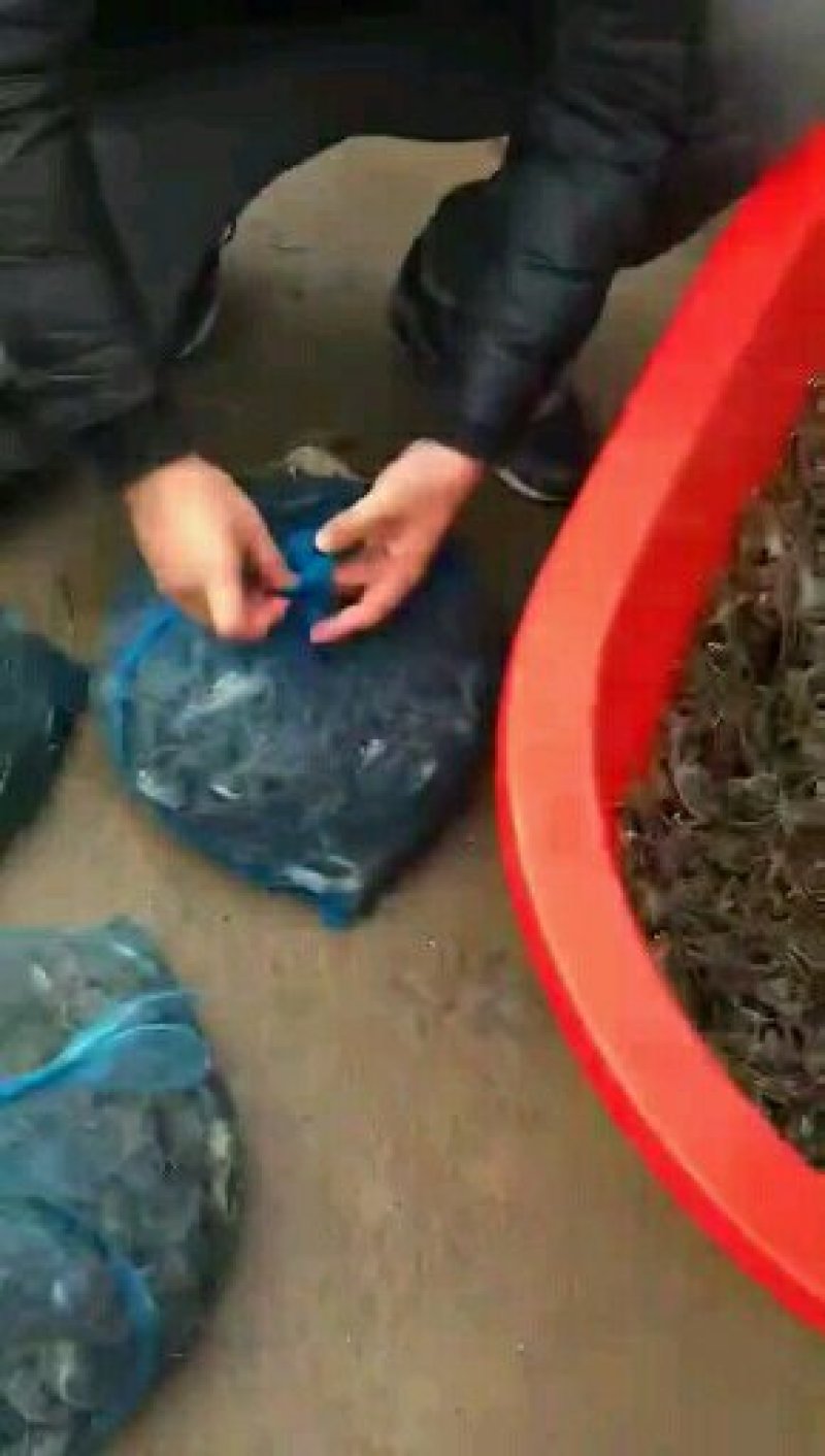 河蟹，大闸蟹，蟹苗，全国统一价，包回收一条龙服务