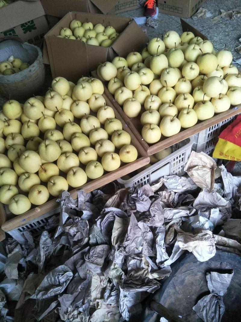 陕西蒲城酥梨—口感脆甜产地供货，果面干净，细砂无渣，母梨