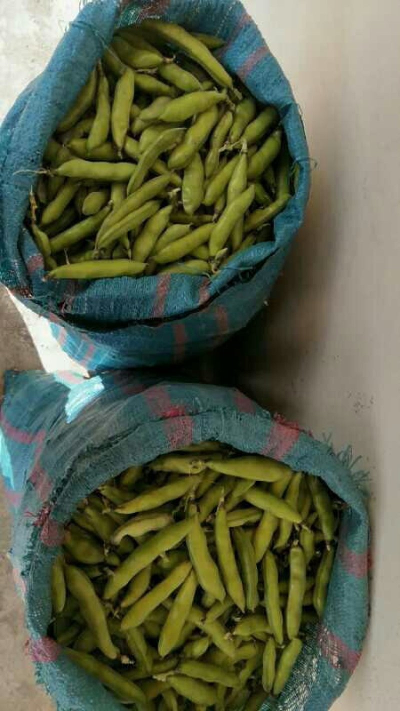 新鲜蚕豆新鲜蚕豆米，全部都是单天人工剥的新鲜。