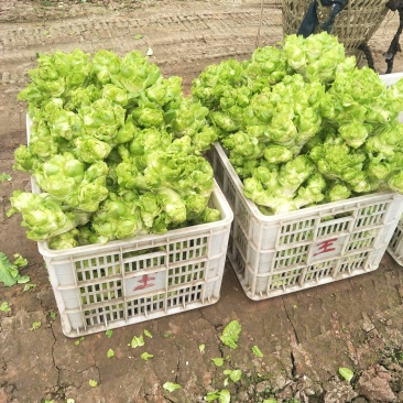 自产自销，绿色儿菜，2斤以上
