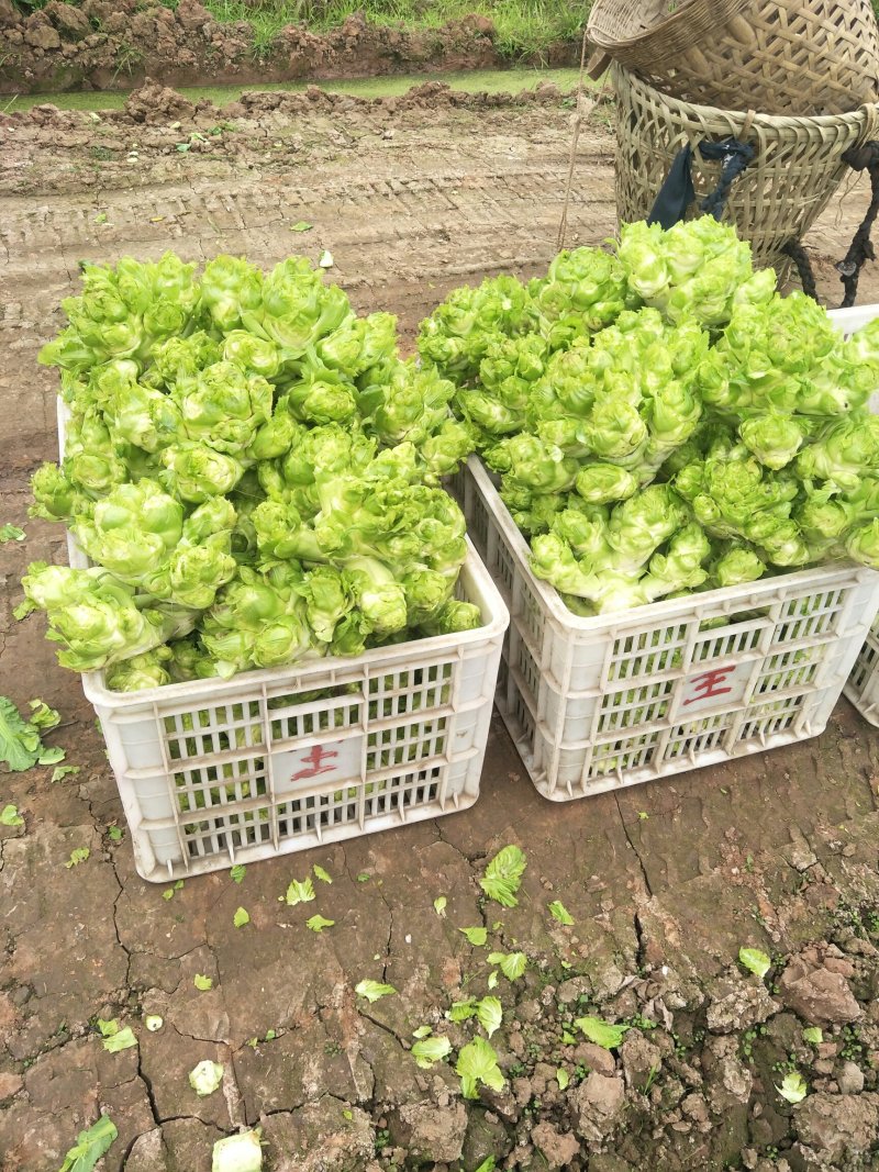 自产自销，绿色儿菜，2斤以上