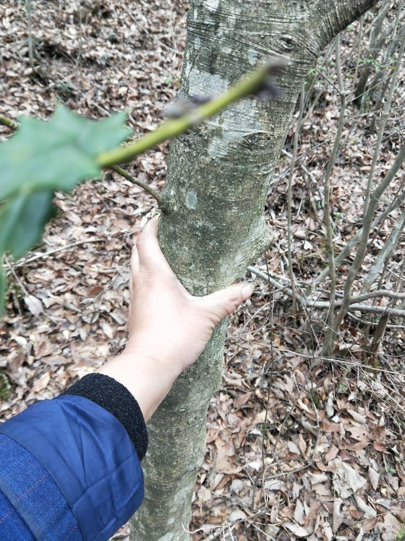 枸骨，下山桩，裸根桩