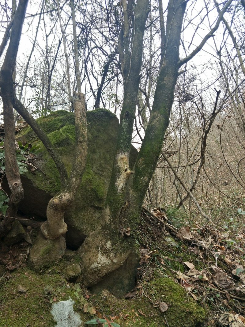 枸骨，下山桩，裸根桩