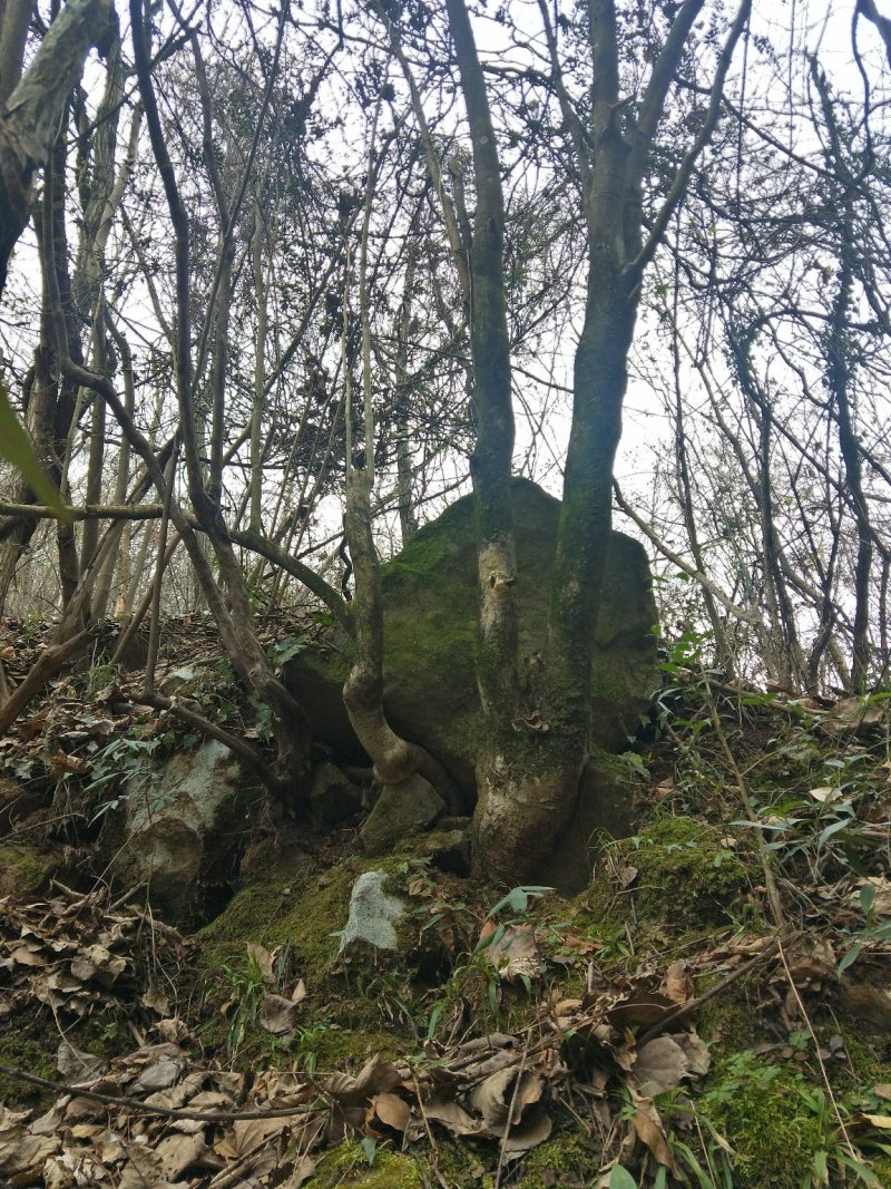 枸骨，下山桩，裸根桩