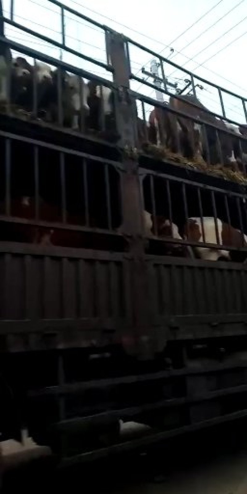 山西忻州小牛犊纯种梨木赞