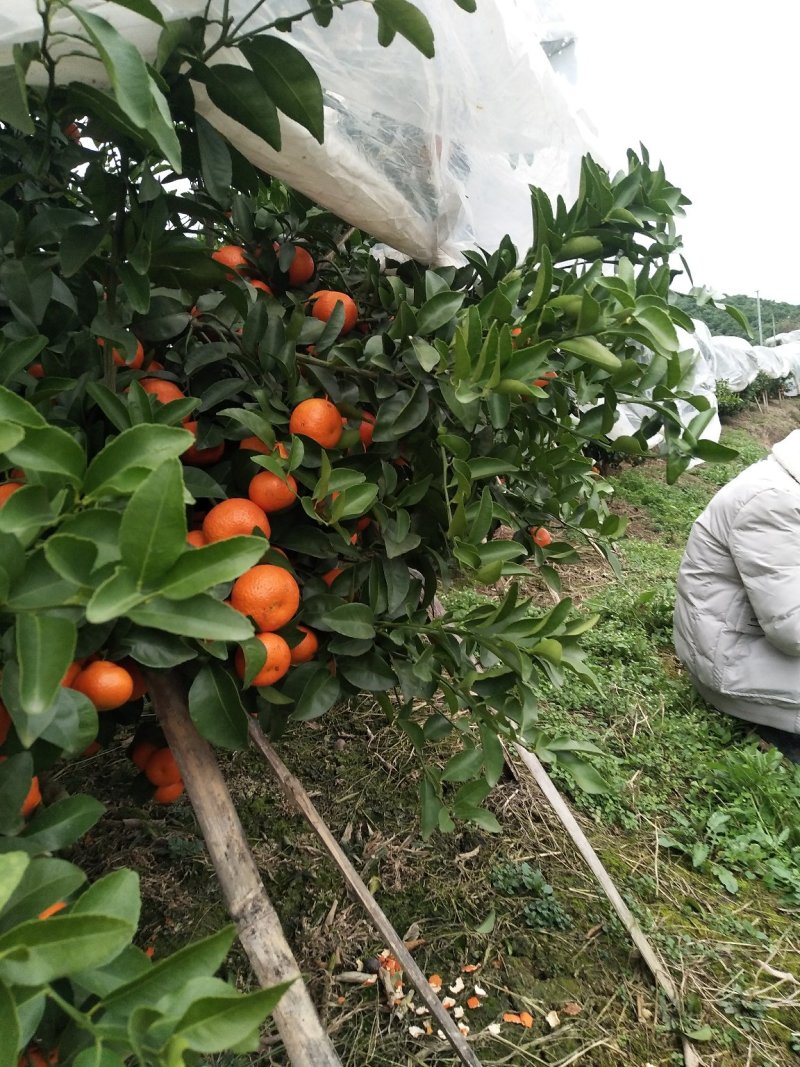 广西柳州市、象州主产区沙糖桔、柑橘果