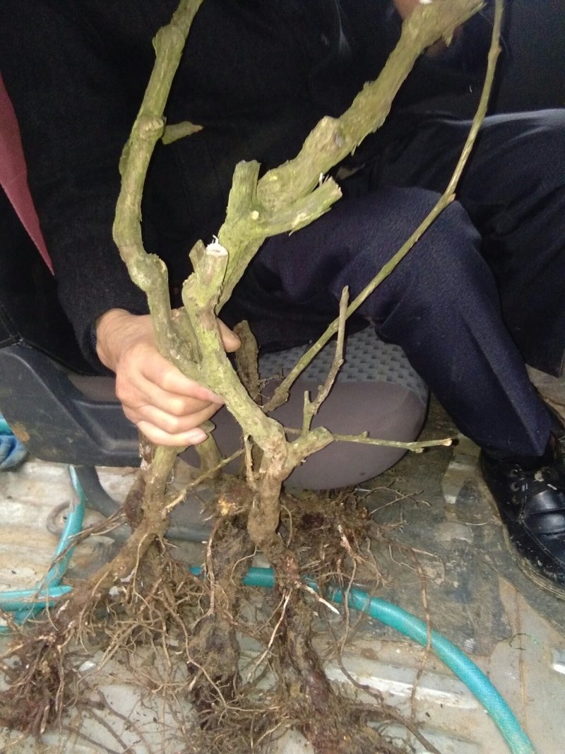 葡萄树