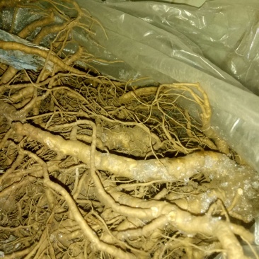 野生当归鲜货(预售)