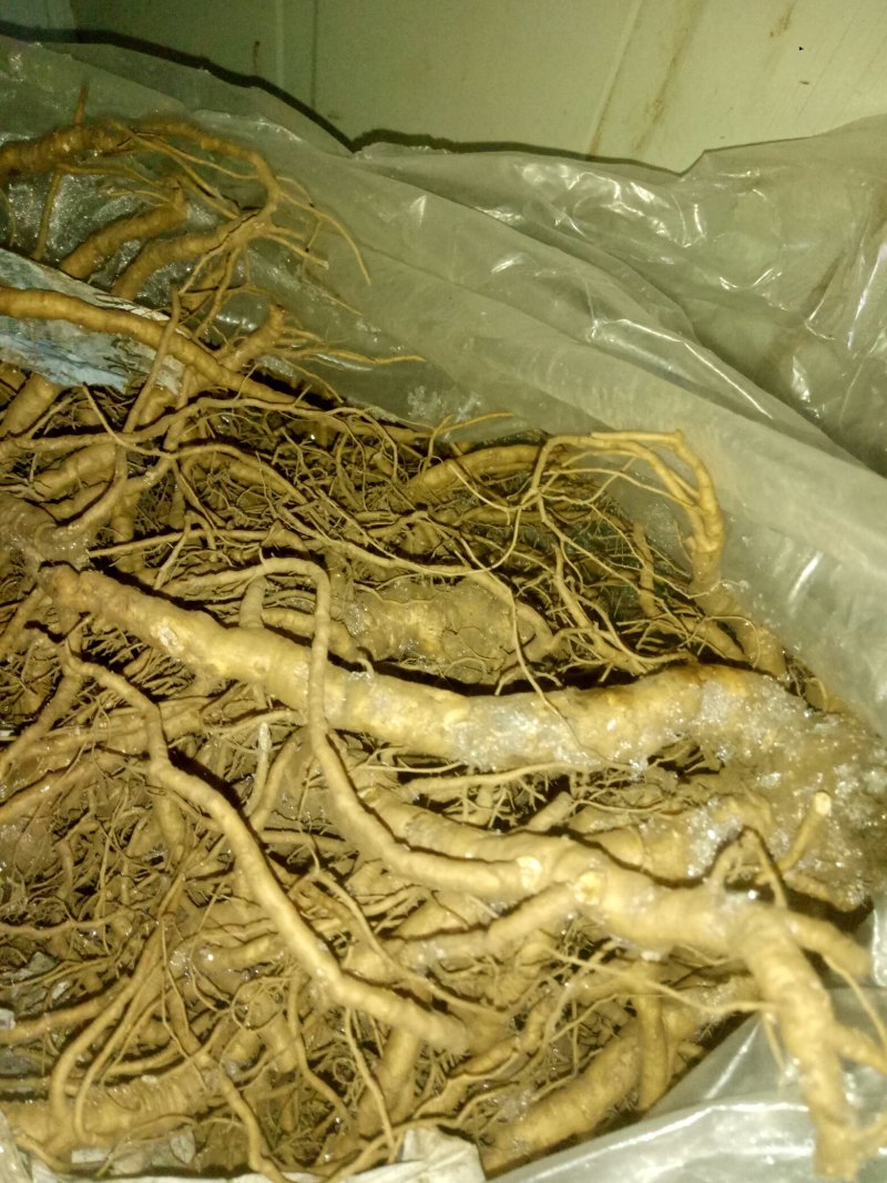 野生当归鲜货(预售)