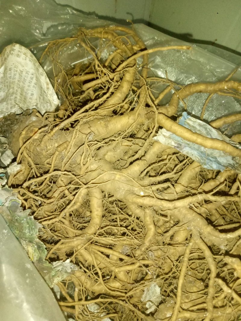 野生当归鲜货(预售)