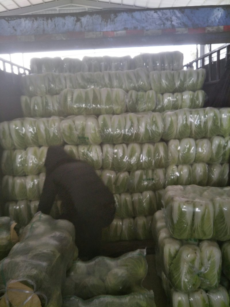 【白菜】湖北大白菜，黄心白菜，产地直发，一手货源，可视频看货