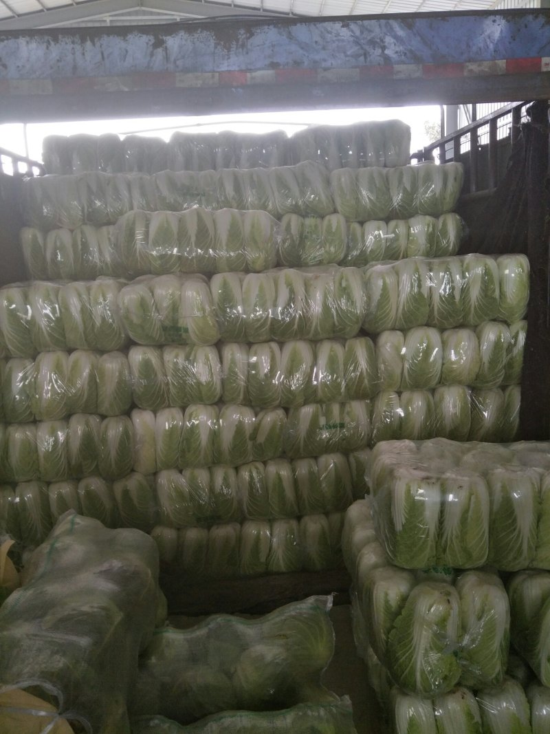 【白菜】湖北大白菜，黄心白菜，产地直发，一手货源，可视频看货