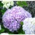 八仙花种苗绣球苗绣球老桩扦插带土技术指导成活高