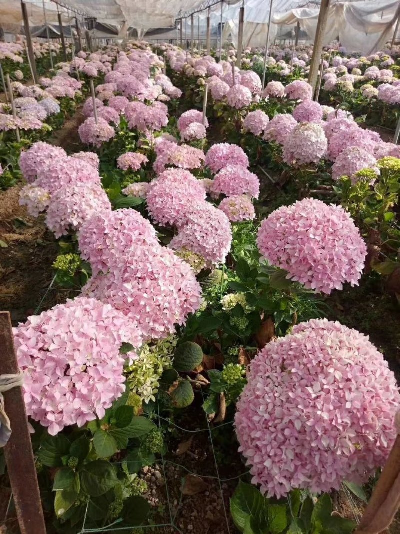 八仙花种苗绣球苗绣球老桩扦插带土技术指导成活高