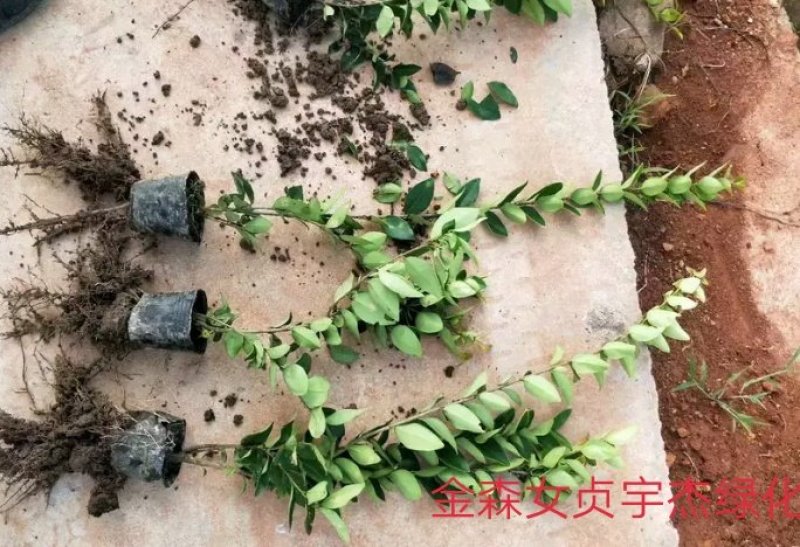 金森女贞。