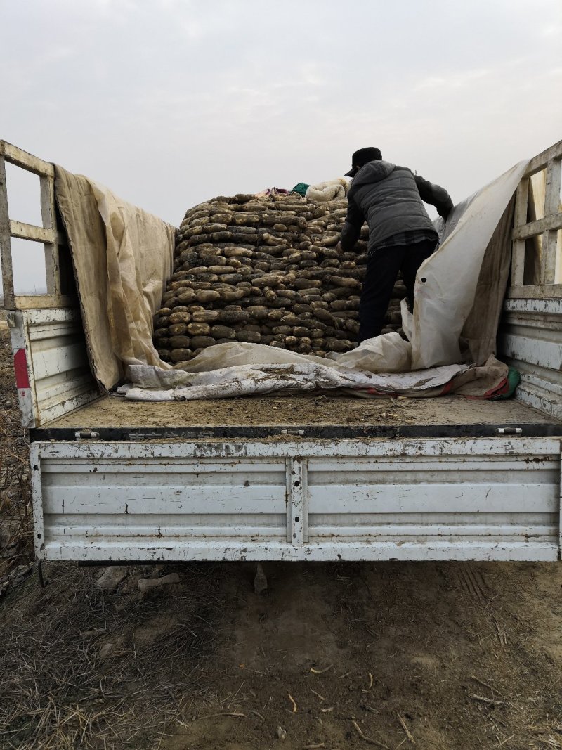 渭南河滩井水灌溉九孔莲藕，白脆酥，自产自销。