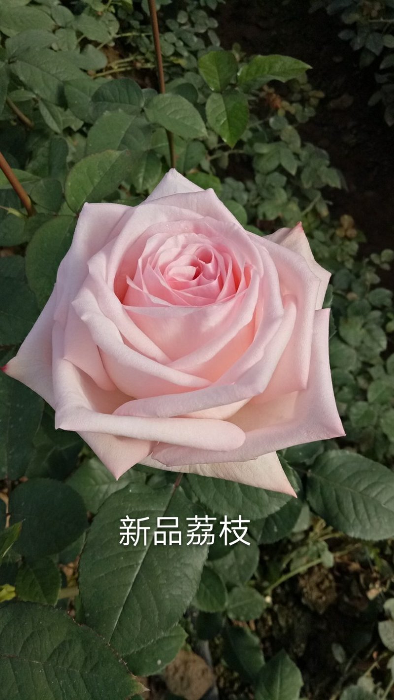 云南基地直销香水玫瑰苗玫瑰老桩盆栽欧月成活率高