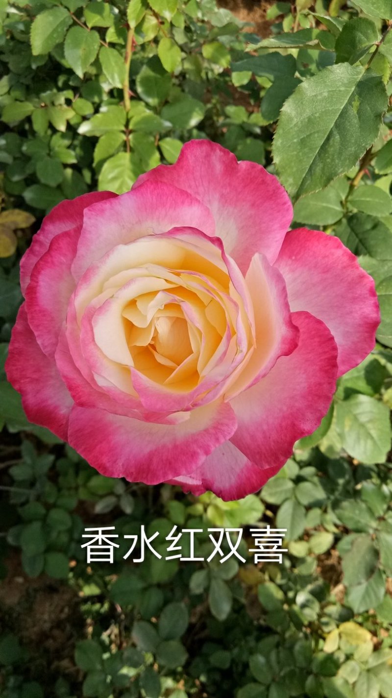 云南基地直销香水玫瑰苗玫瑰老桩盆栽欧月成活率高