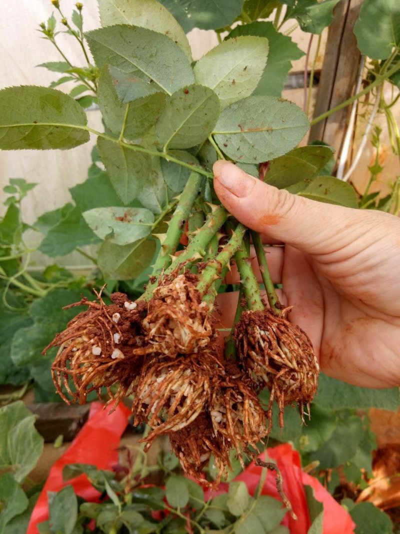 云南基地直销香水玫瑰苗玫瑰老桩盆栽欧月成活率高