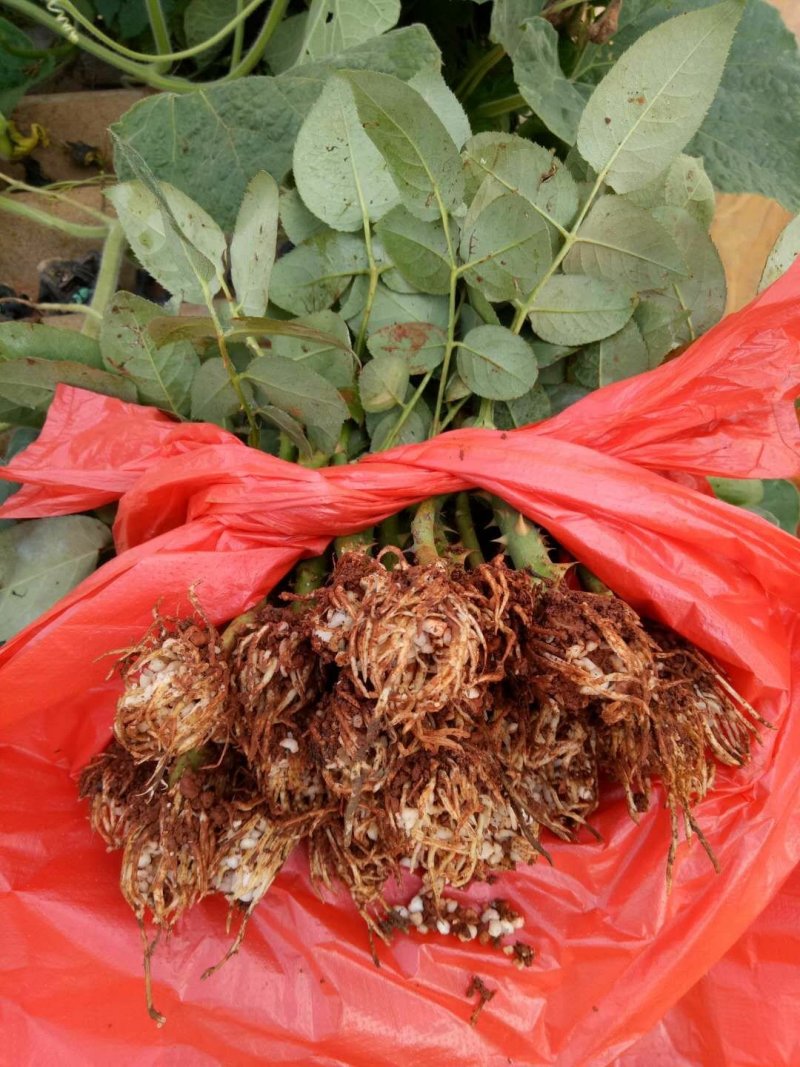 云南基地直销香水玫瑰苗玫瑰老桩盆栽欧月成活率高