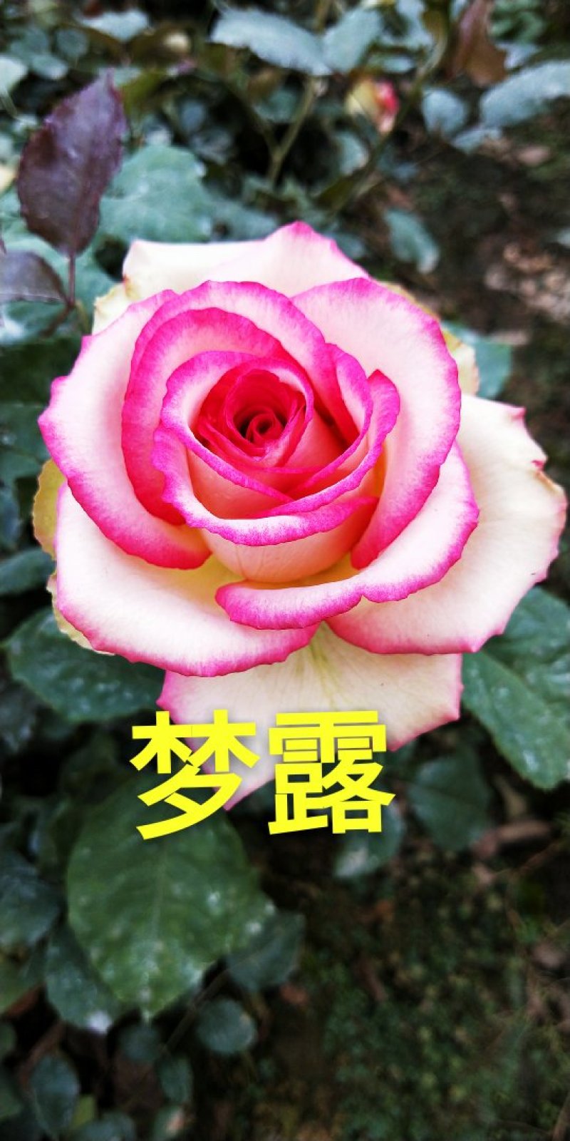 云南基地直销香水玫瑰苗玫瑰老桩盆栽欧月成活率高