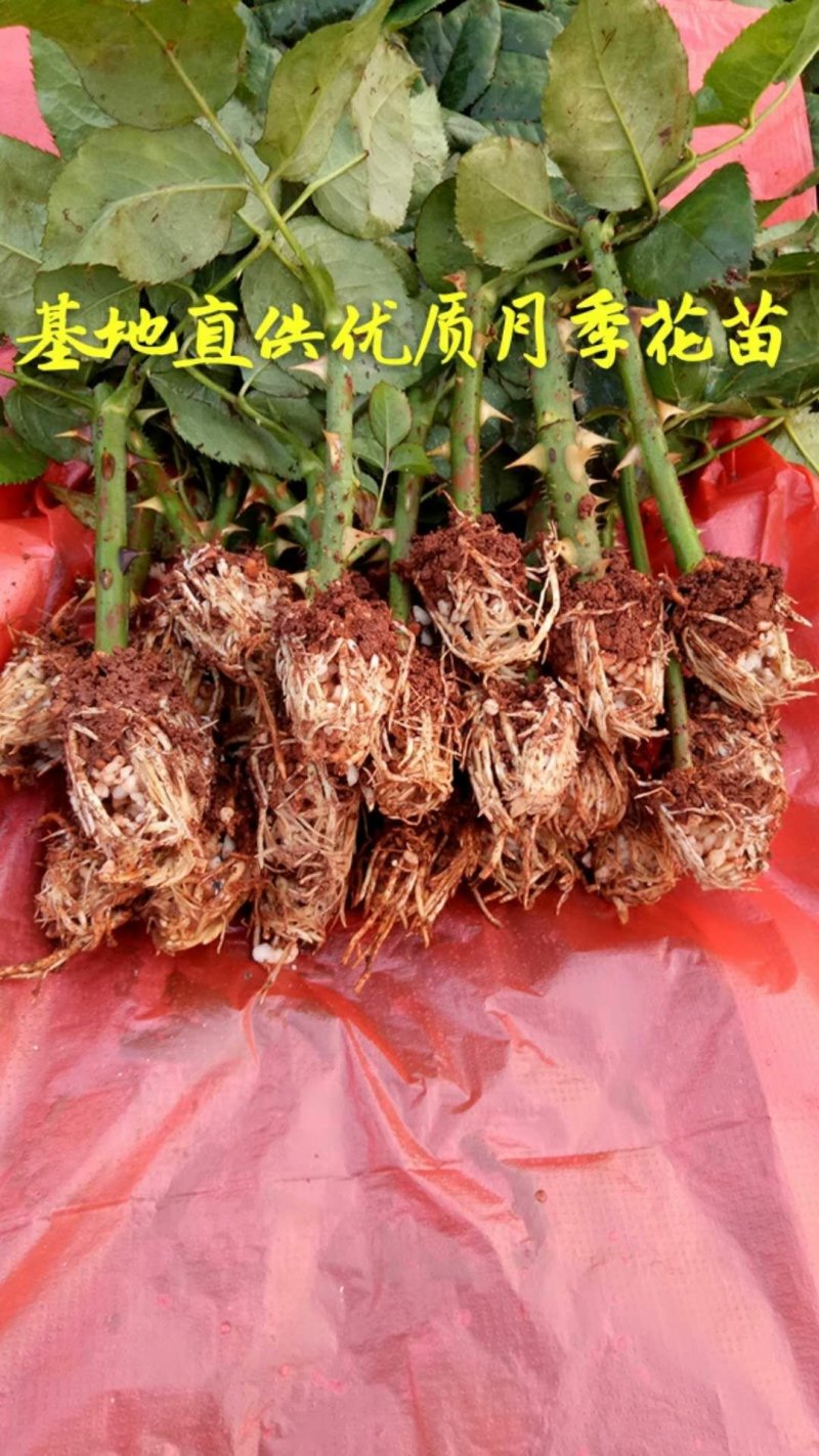 云南基地直销香水玫瑰苗玫瑰老桩盆栽欧月成活率高