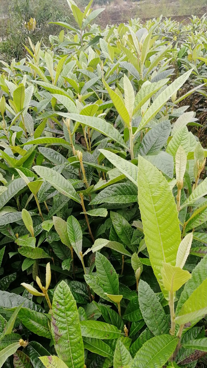 供应枇杷实生苗占地拆迁赔青种枇杷苗，一年生二年生枇杷苗