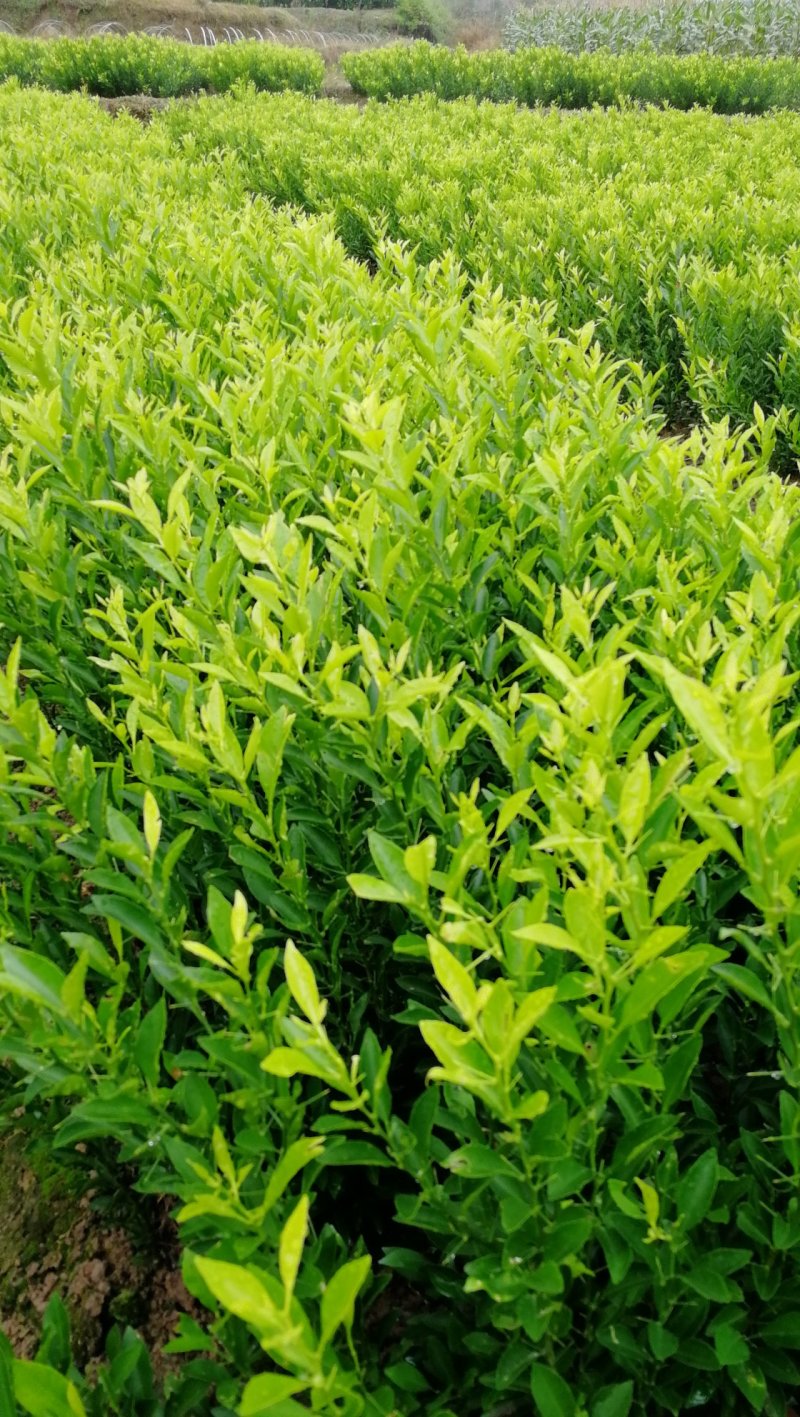 供应酸桔苗，一年生酸橘实生苗，酸柑小苗，嫁接柑橘砧木