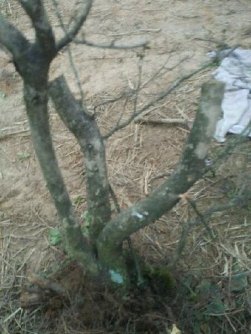 本人有大量映山红树桩出售