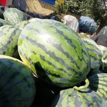 甜王西瓜山东省青州人付增久欢迎你