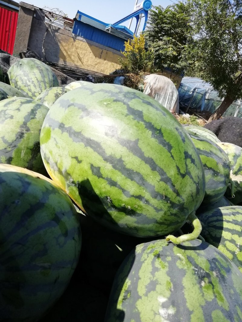 甜王西瓜山东省青州人付增久欢迎你