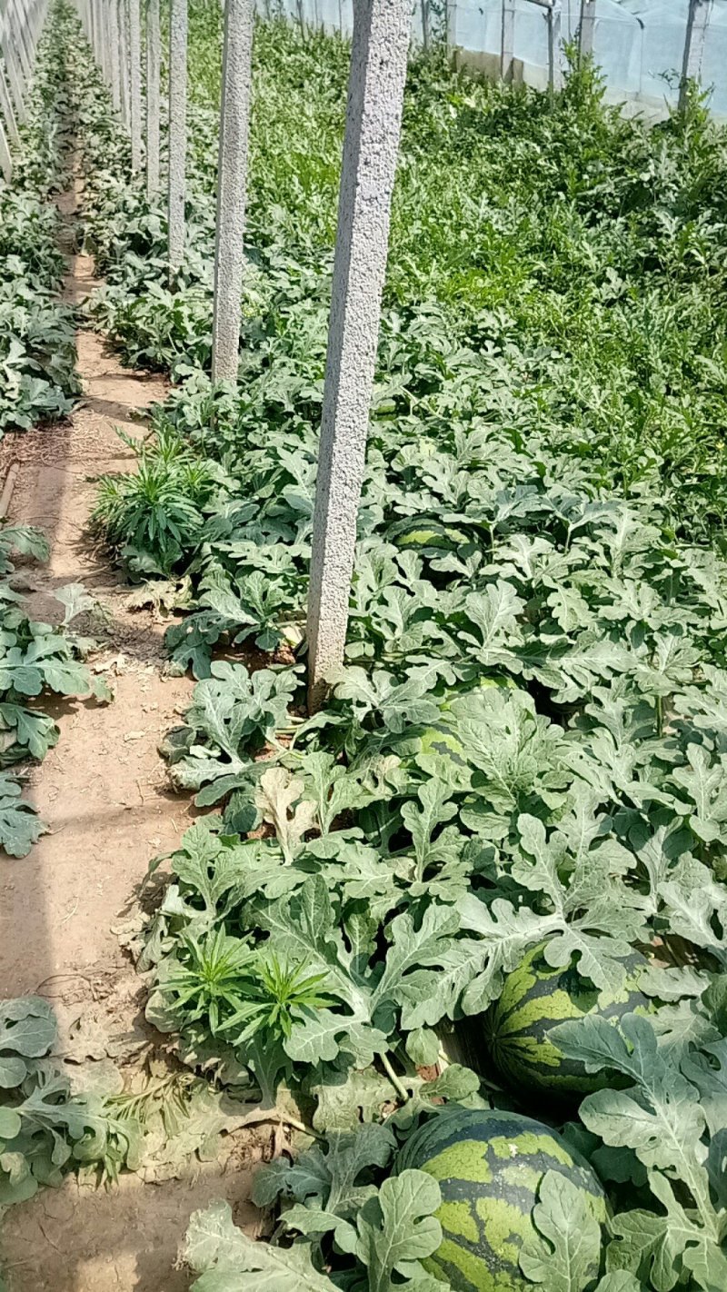 甜王西瓜山东省青州人付增久欢迎你