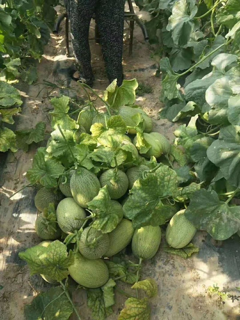 哈密瓜。山东省青州人付增久欢迎你