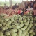 哈密瓜。山东省青州人付增久欢迎你