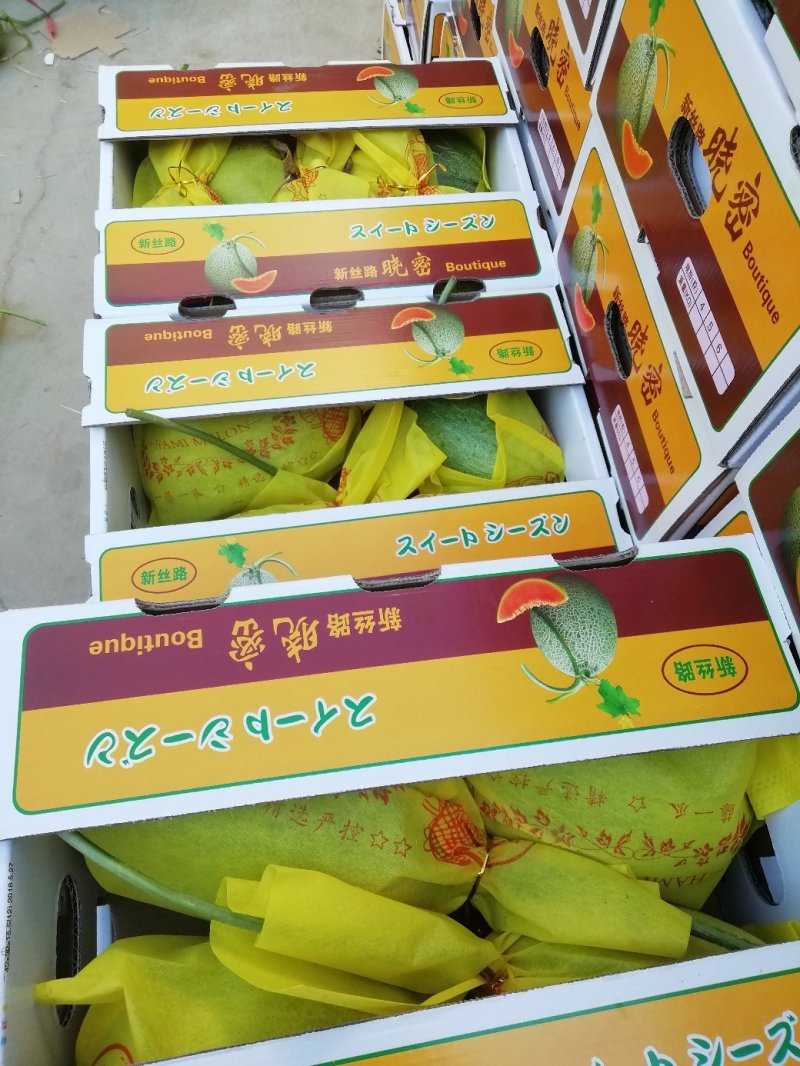 哈密瓜。山东省青州人付增久欢迎你