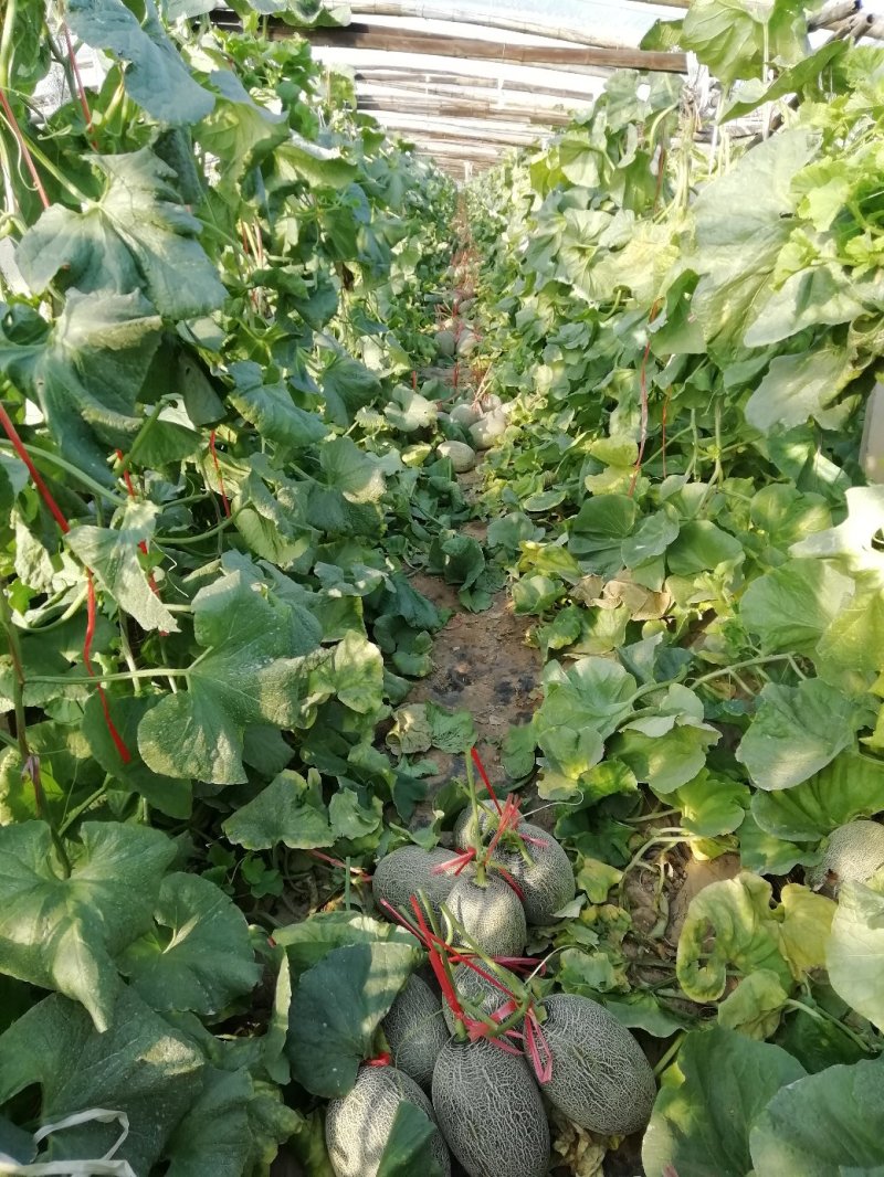 哈密瓜。山东省青州人付增久欢迎你