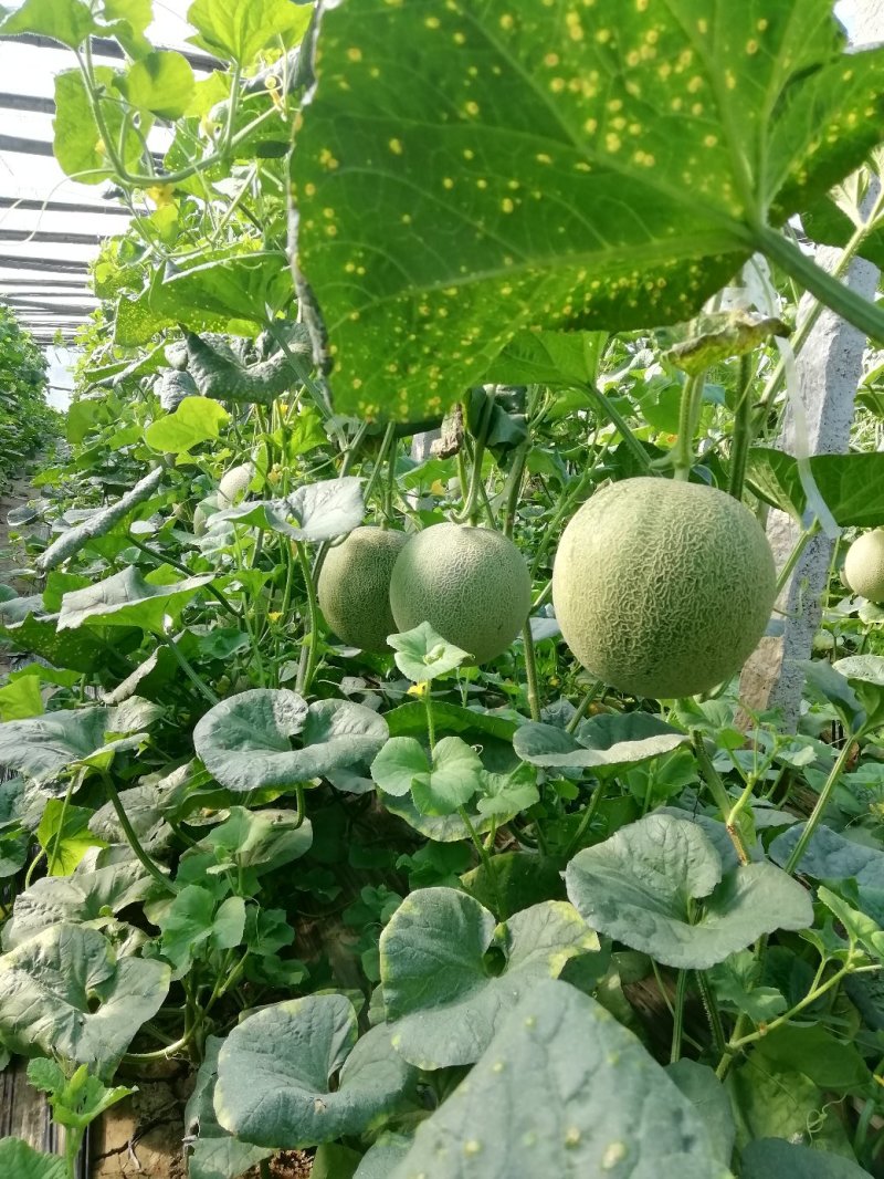 哈密瓜。山东省青州人付增久欢迎你