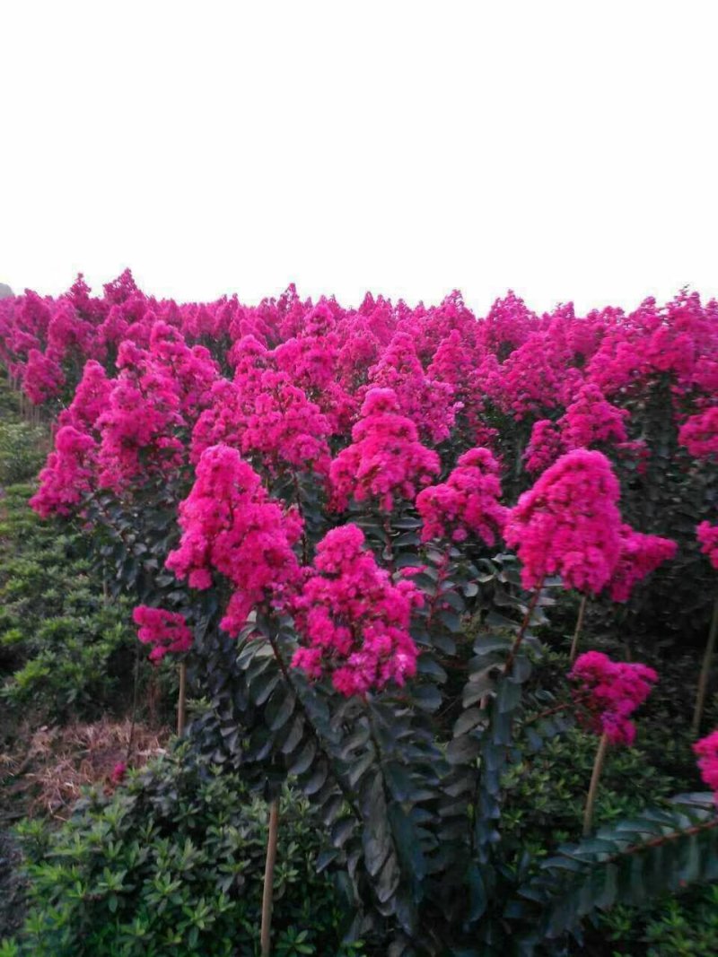 红花紫薇苗苗圃直销美国红火箭红火球百日红编织花篮专用苗