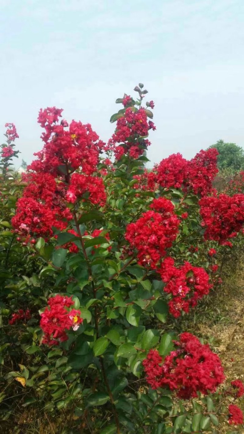 红花紫薇苗苗圃直销美国红火箭红火球百日红编织花篮专用苗