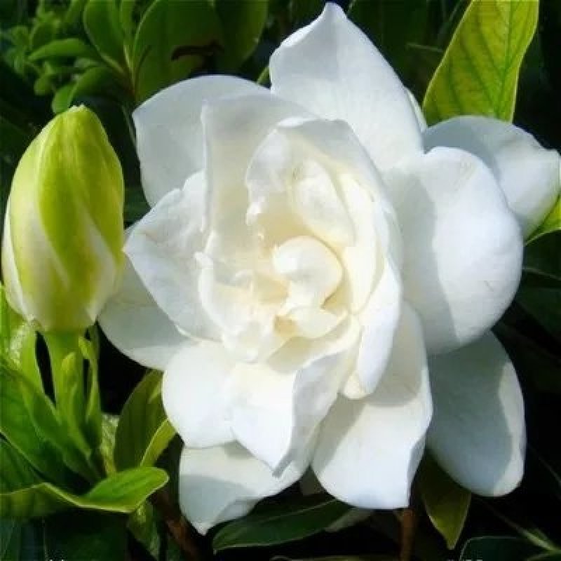 栀子花，栀子花苗，小叶栀子花，大叶栀子，重瓣栀子花苗，