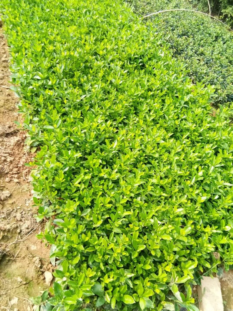 栀子花，栀子花苗，小叶栀子花，大叶栀子，重瓣栀子花苗，