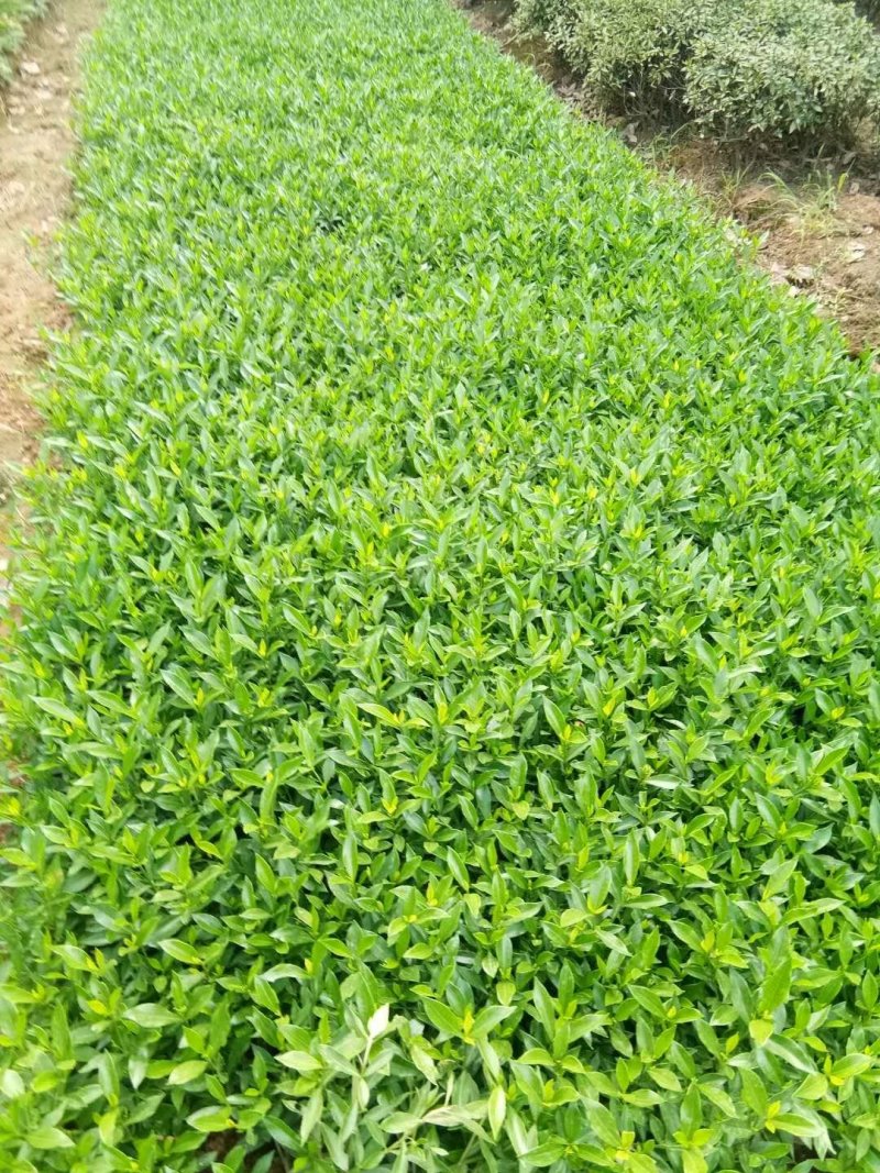 栀子花，栀子花苗，小叶栀子花，大叶栀子，重瓣栀子花苗，