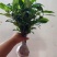 栀子花,栀子花苗,小叶栀子花,大叶栀子,重瓣栀子花苗,